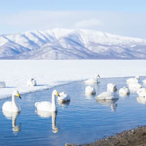 Découverte active de la magie de l'hiver à Hokkaido de Kushiro: Swans swimming at frozen Lake Kussharo