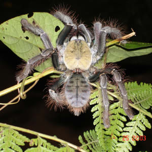 Parc national du Taman Negara de Kuala Lumpur: Taman Negara: Bird Eating Spider