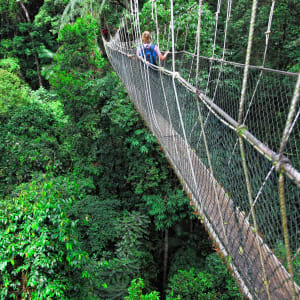 Taman Negara Nationalpark ab Kuala Lumpur: Taman Negara Canopy Way