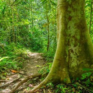 Taman Negara Nationalpark ab Kuala Lumpur: Taman Negara: Dense Jungle