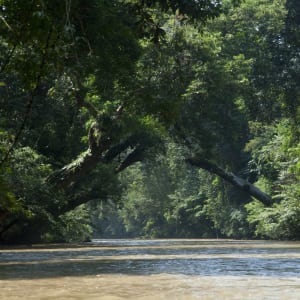 Taman Negara Nationalpark ab Kuala Lumpur: Taman Negara: River in the jungle