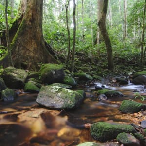 Parc national du Taman Negara de Kuala Lumpur: Taman Negara - Tahan river