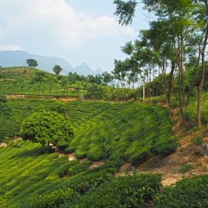 Durchs Reich der Bergvölker ab Hanoi: Tea plantation in Nghia Lo