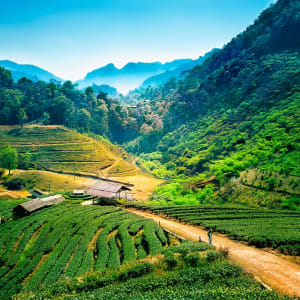 Mietwagen-Rundreise Goldenes Dreieck ab Chiang Mai: Tea plantations on Angkhang mountain in Chiang Mai