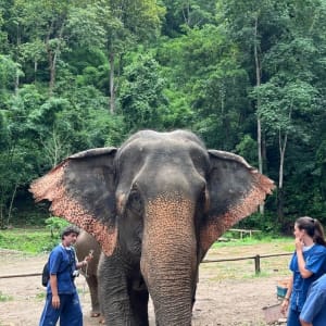 Expérience avec les éléphants à Chiang Mai: Thai Elephant Home