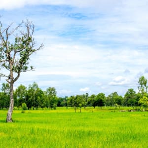 Circuit en voiture de location au sud de Bangkok: Thailand Countryside 