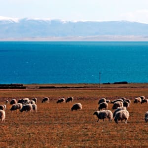 La magie du Tibet - prog. de base & extension Mt. Everest de Lhasa: Tibetetan landscape with lake, mountains and sheeps