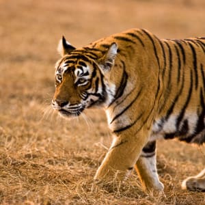 «The Deccan Odyssey» - Im Land der Könige ab Delhi: Tiger