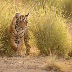 «The Deccan Odyssey» - Die Glanzlichter Rajasthans ab Mumbai: Tiger in Ranthambhore National Park