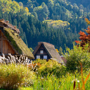 Contrastes du Japon de Tokyo: Traditional wooden houses in Shirakawago