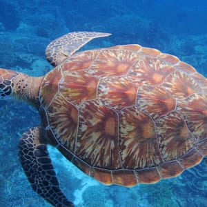 Croisière dans le paradis insulaire des Raja Ampat de Sorong: Turtle