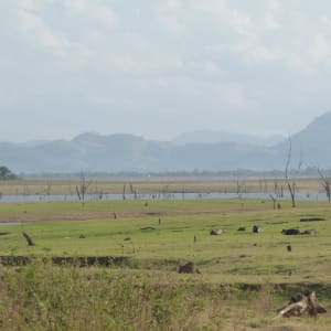 Erlebnisreiches Sri Lanka ab Colombo: Uda Walawe National Park 12