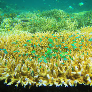 Kreuzfahrt zu den Komodo-Waranen ab Labuan Bajo: Underwater