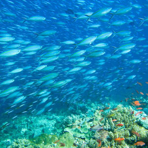 Kreuzfahrt zu den Komodo-Waranen ab Labuan Bajo: Underwater