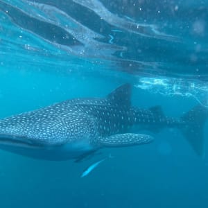 Kreuzfahrt zu den Komodo-Waranen ab Labuan Bajo: Whale Shark