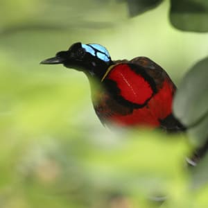 Kreuzfahrt im Inselparadies Raja Ampat ab Sorong: Wilsons Bird