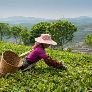 Laos - Yunnan: Auf Schienen durch zwei Welten ab Luang Prabang: Xishuangbanna Tea plantation