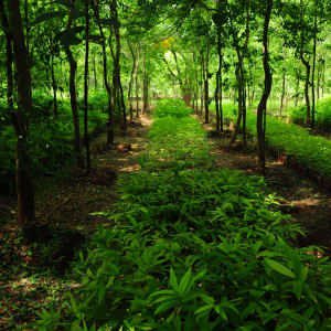 Vie authentique le long de la rivière Dohtawaddy à Mandalay: Yadanar bamboo & sandalwood farm