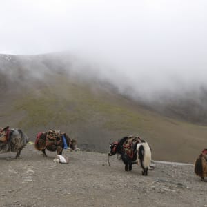 La magie du Tibet - Programme de base de Lhasa: Yaks