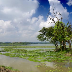 Safari dans le parc national de Yala - Chena Huts - 3 jours de Colombo: Yala National Park: Wetlands and a tree with bats