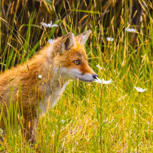 À travers le pays des Ainu de Hakodate: Young Ezo red fox