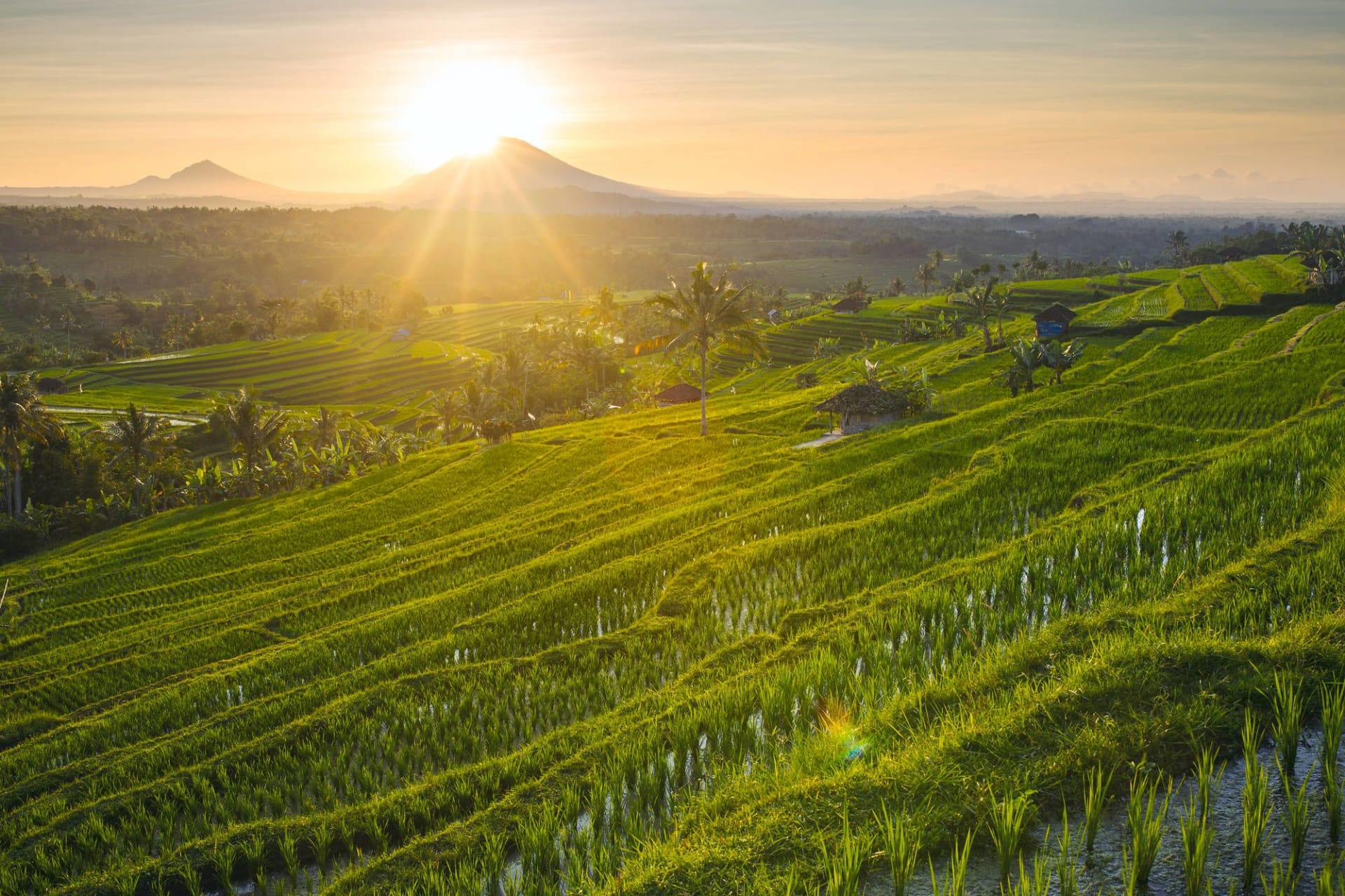 Bali Jatiluwih Rice Terraces