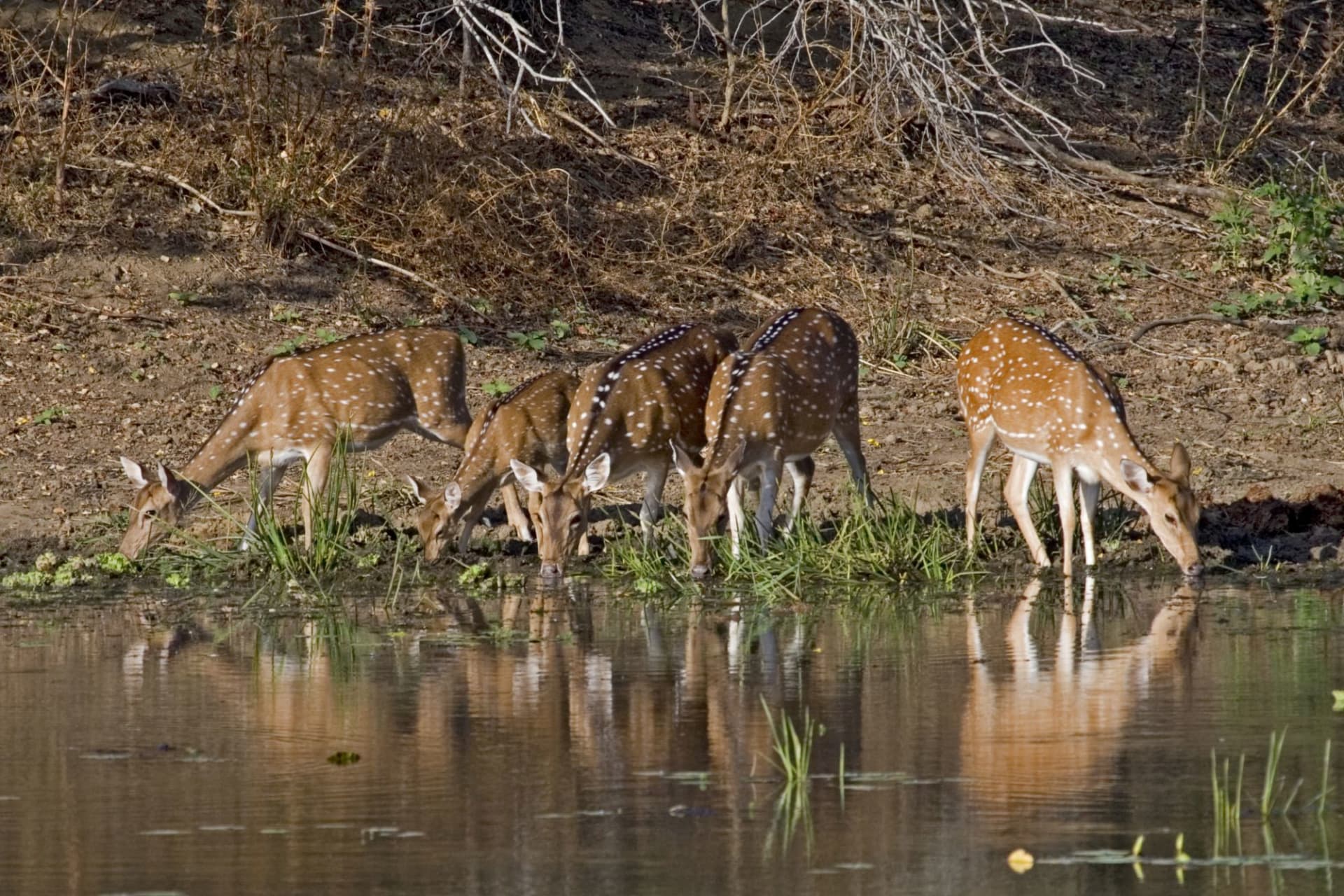 Kanha National Park: Spotted Deers