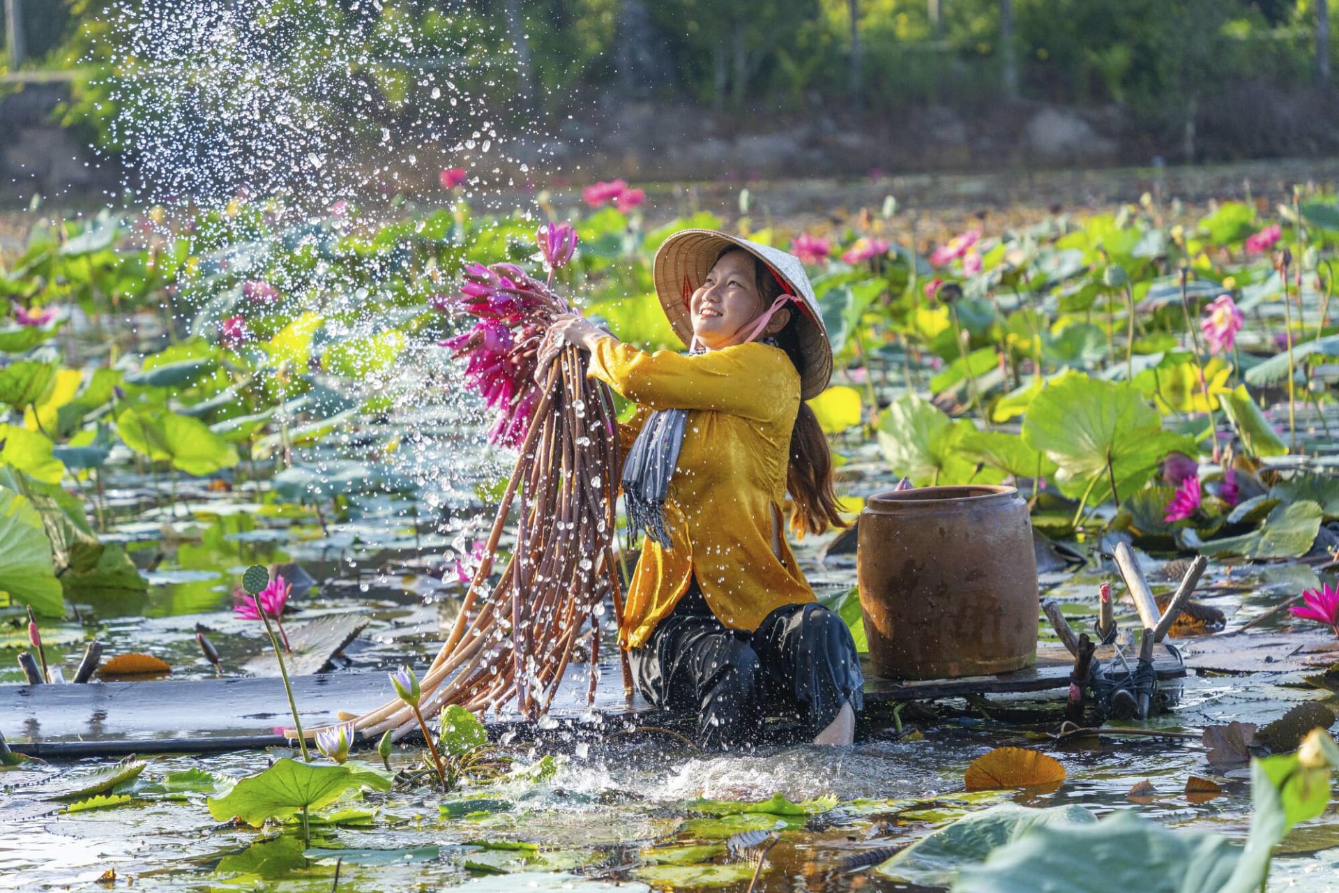 Vietnamese girl harvesting water lilies