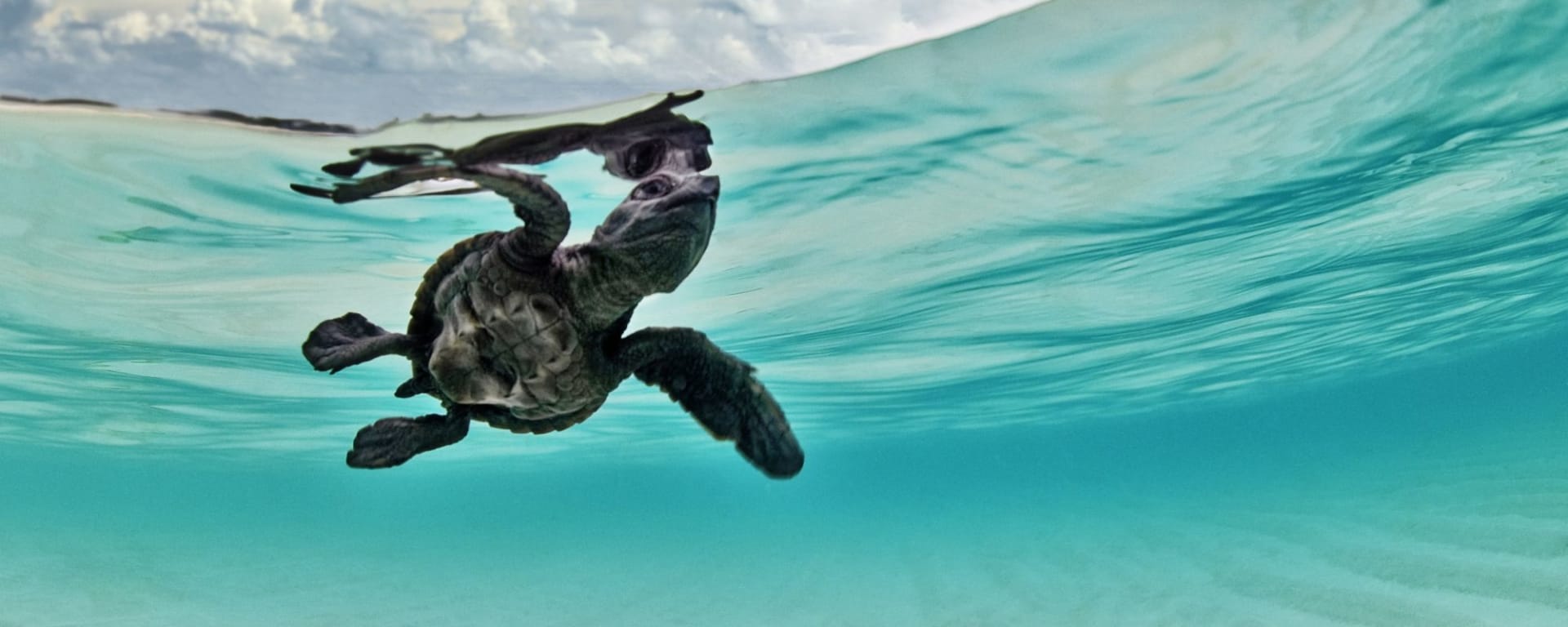 Tilar Siro Andamans in Andamanen:  Diving