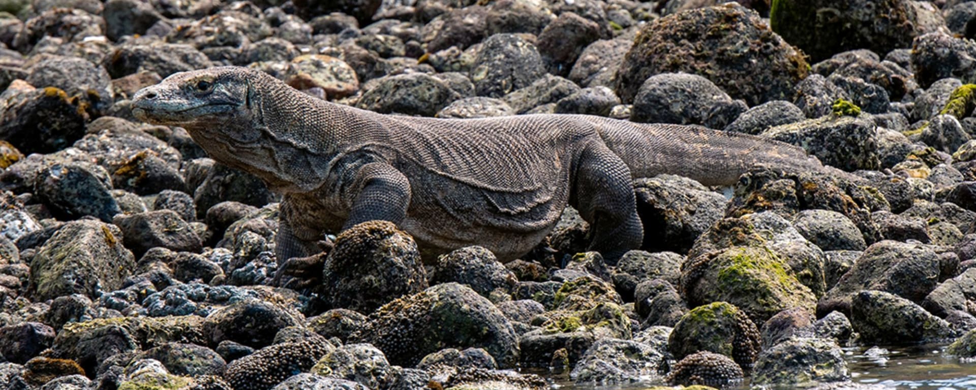 Kreuzfahrt ins Reich der Drachen (Flores - Bali) ab Labuan Bajo: Aqua Blu | Komodo Dragon