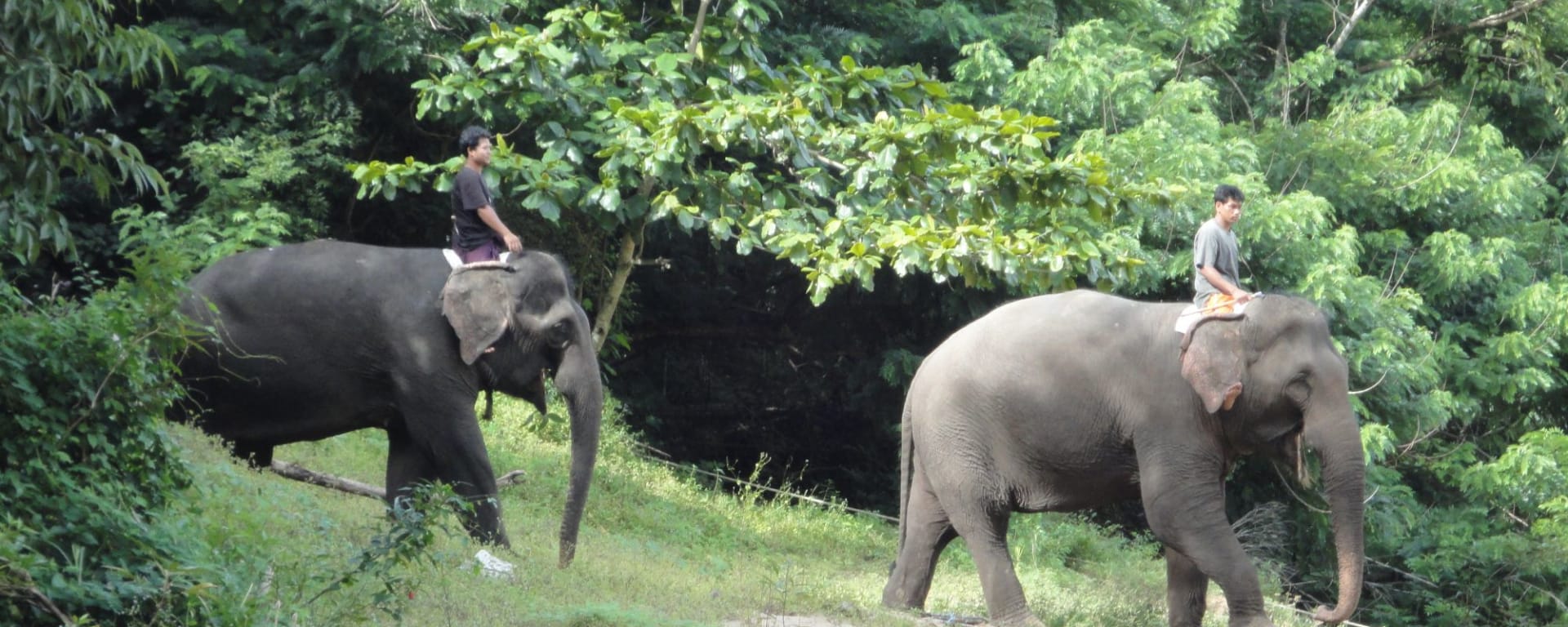 Pont de la rivière Kwai & expérience des éléphants à Bangkok: DSC03349