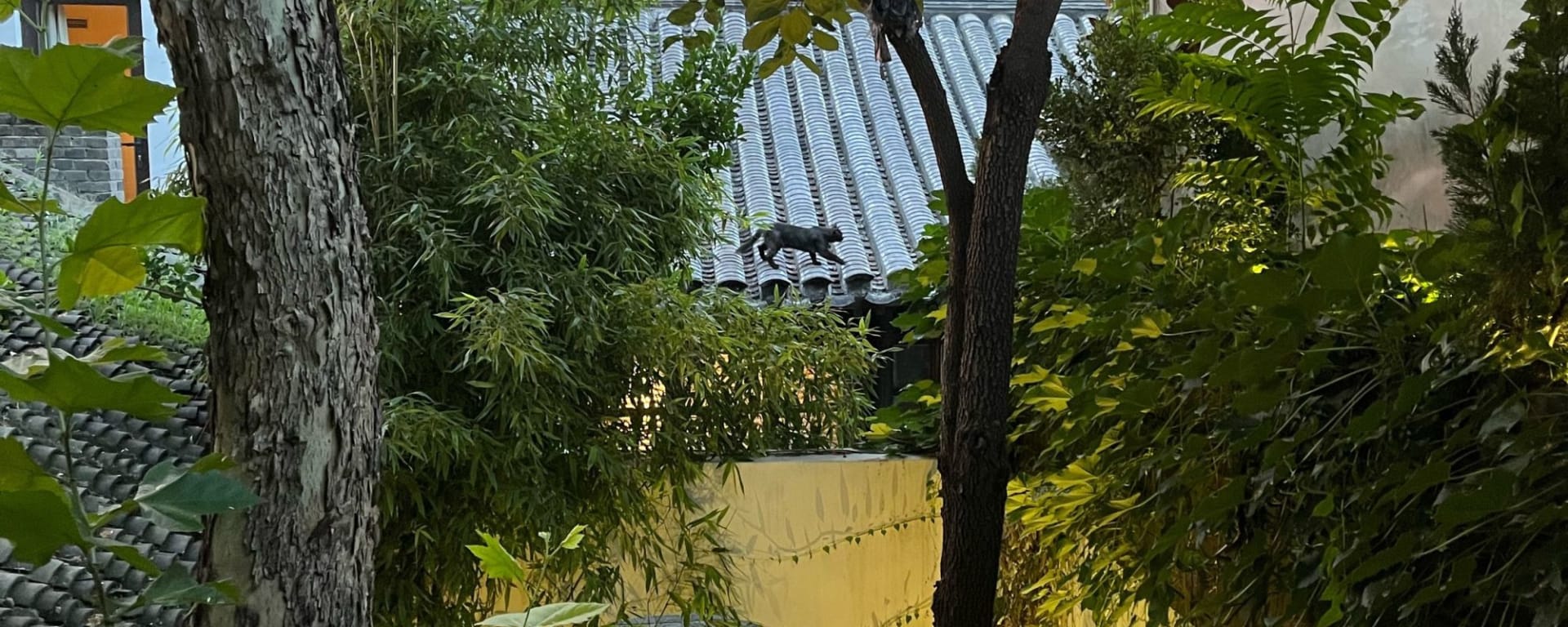 The Orchid à Pékin:  Garden