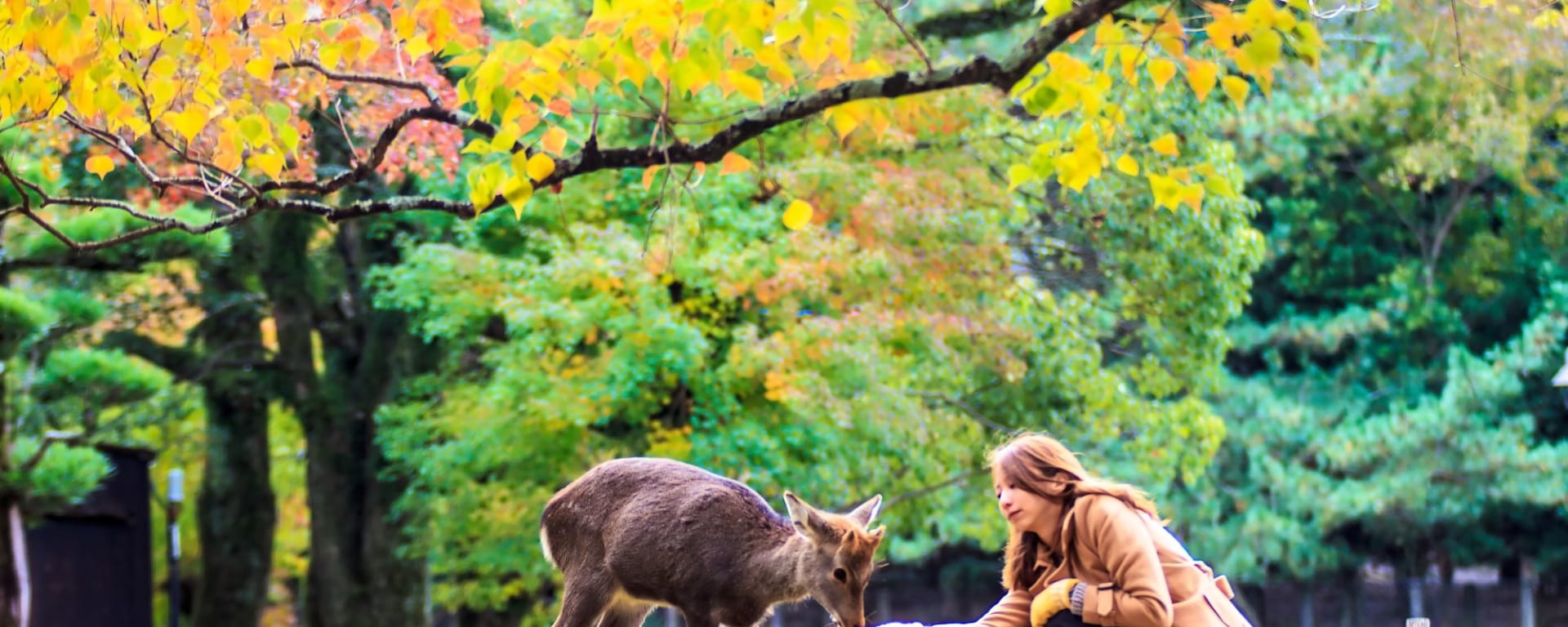 La magie de Nara à Kyoto: Feeding Deer in Nara Park