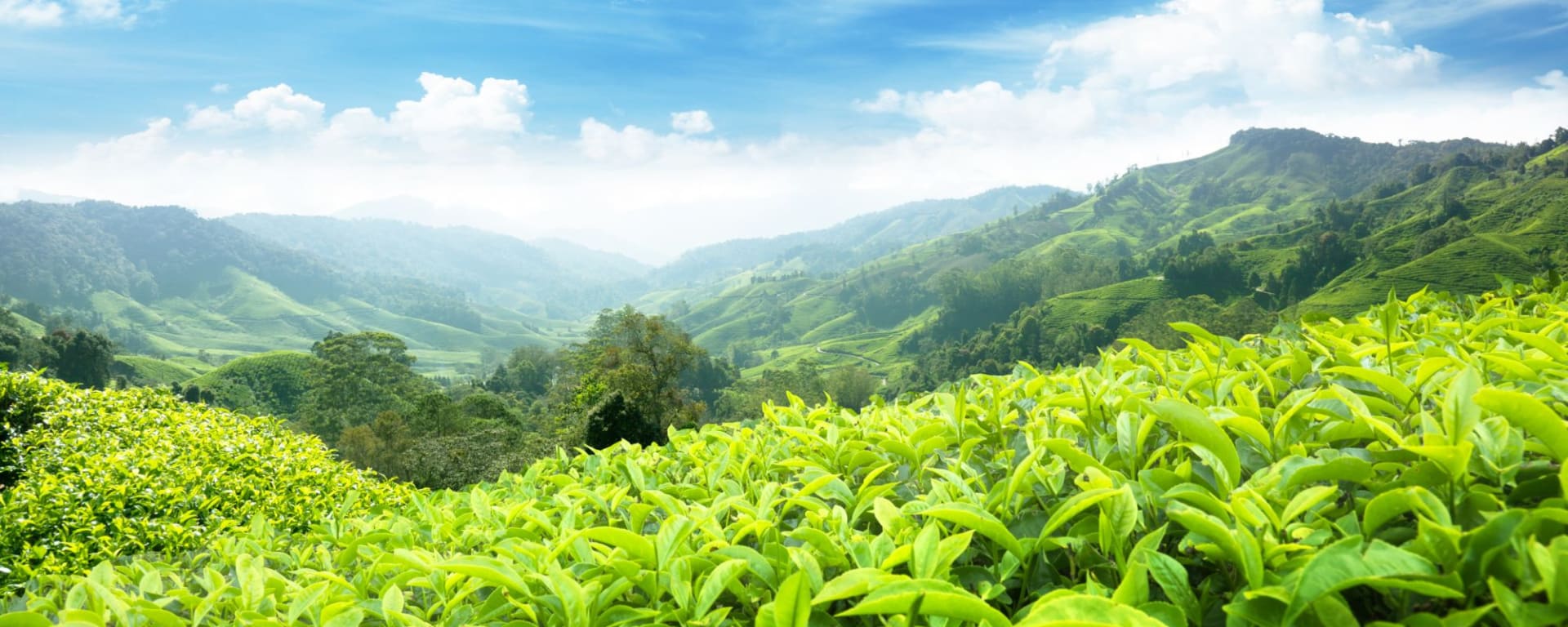 Cameron Highlands de Kuala Lumpur: Malaysia Cameron Highlands