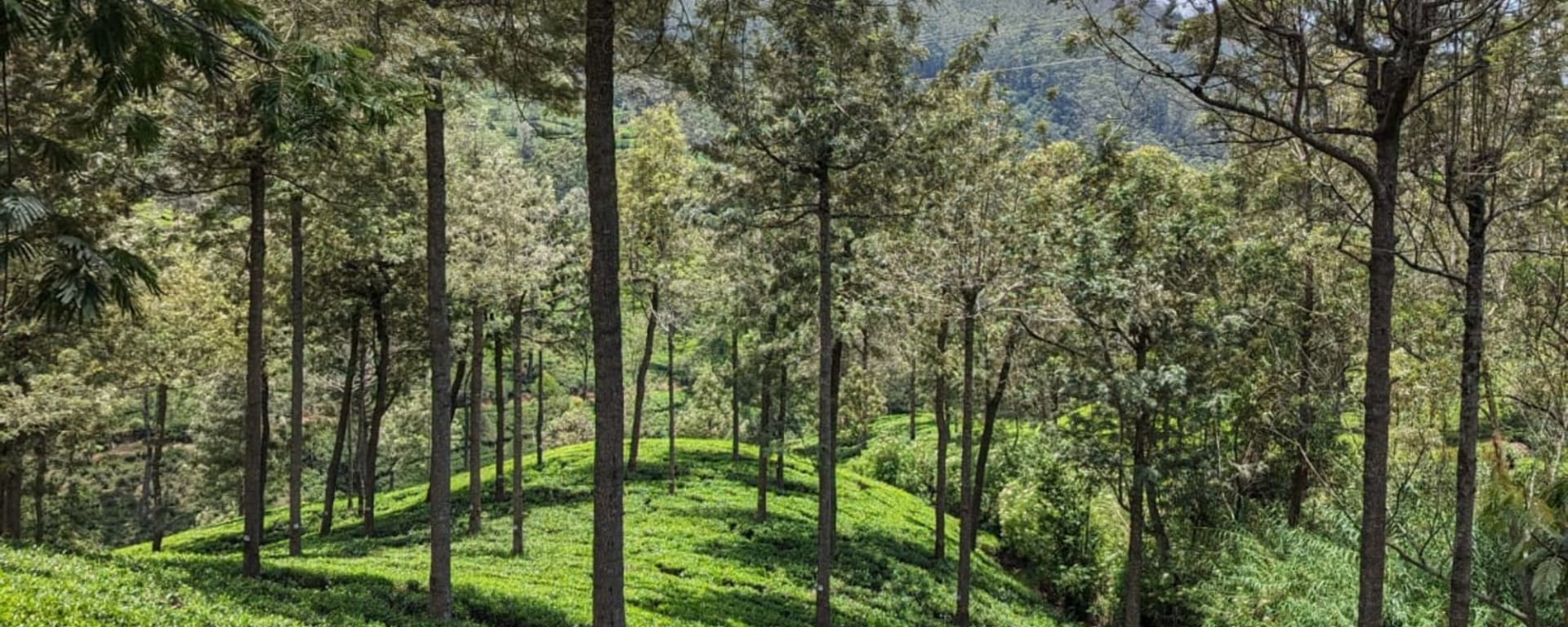 Eine Reise jenseits der Teefelder in Nuwara Eliya: Nuwara Eliya