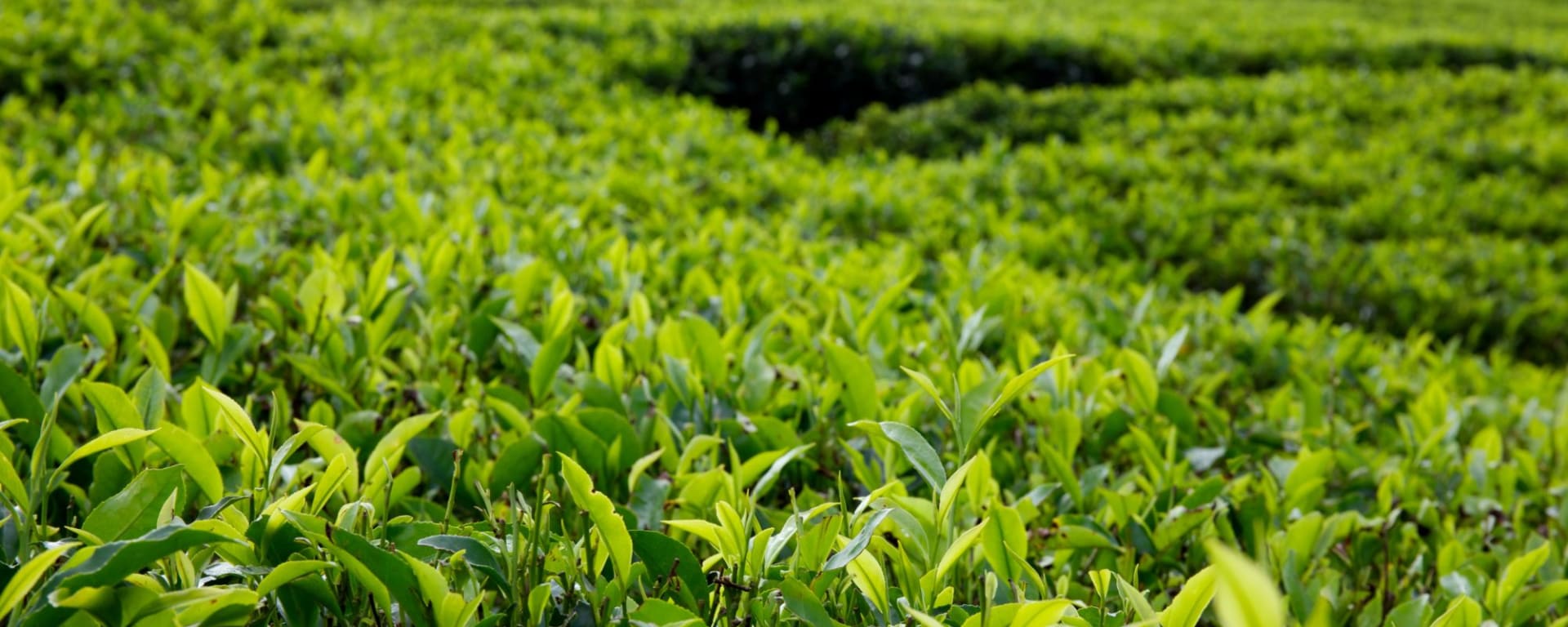 Eine Reise jenseits der Teefelder in Nuwara Eliya: Nuwara Eliya