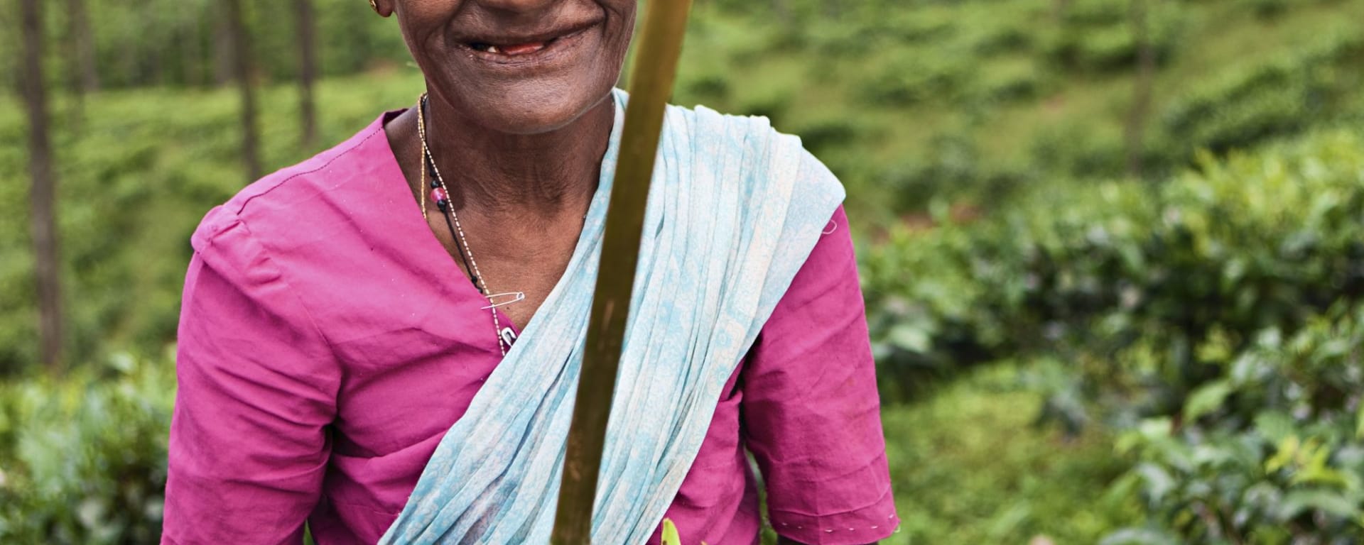 Höhepunkte Sri Lankas ab Colombo: Nuwara Eliya: woman plucking tea