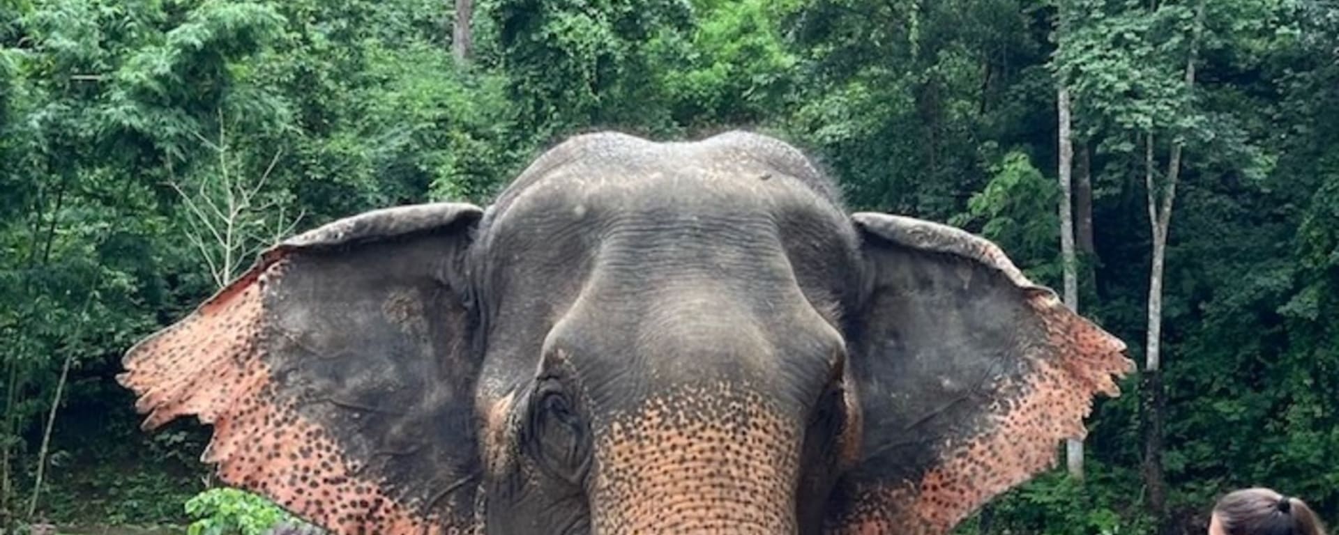 Expérience avec les éléphants à Chiang Mai: Thai Elephant Home