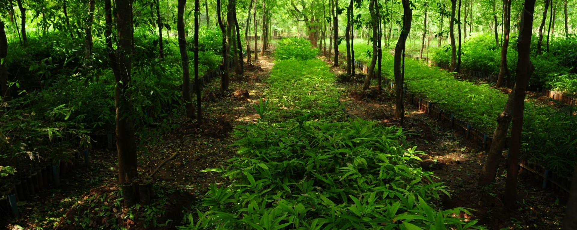 Vie authentique le long de la rivière Dohtawaddy à Mandalay: Yadanar bamboo & sandalwood farm