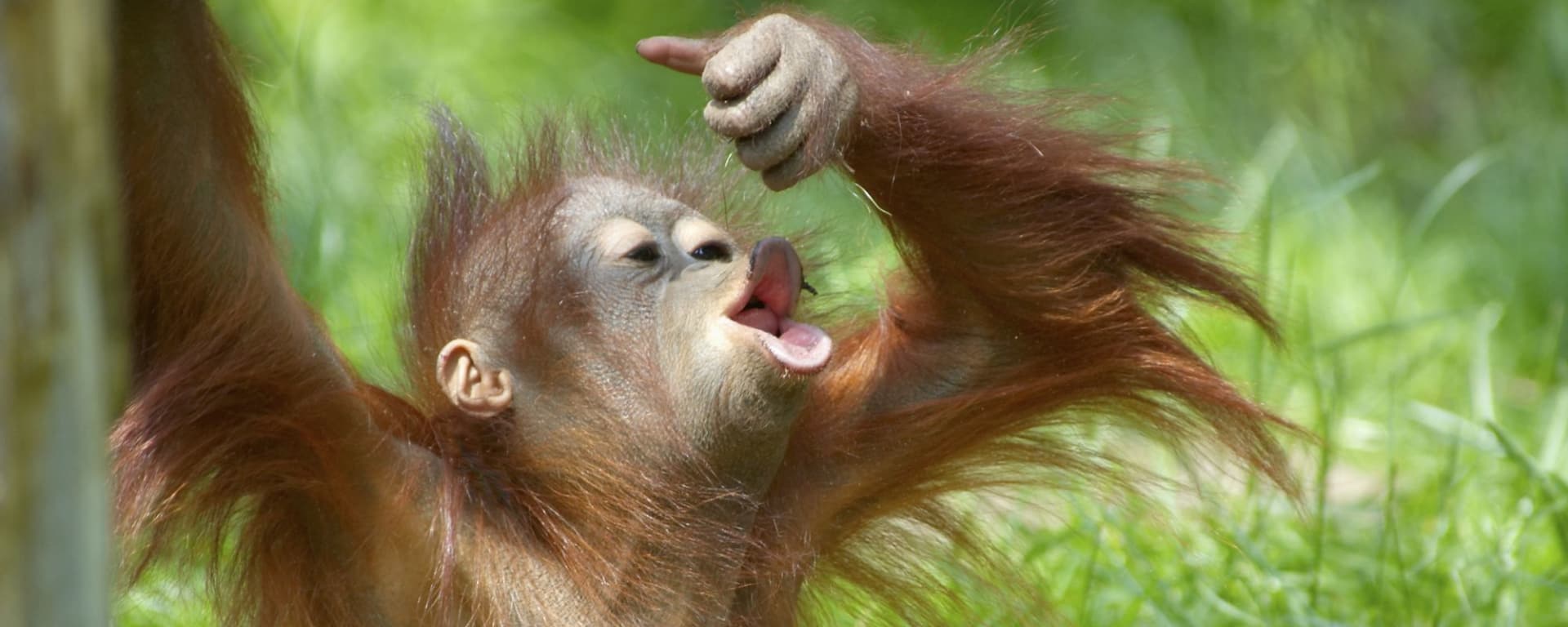 Orang-Utans in Bohorok ab Medan: Sumatra Bohorok Orang Utans