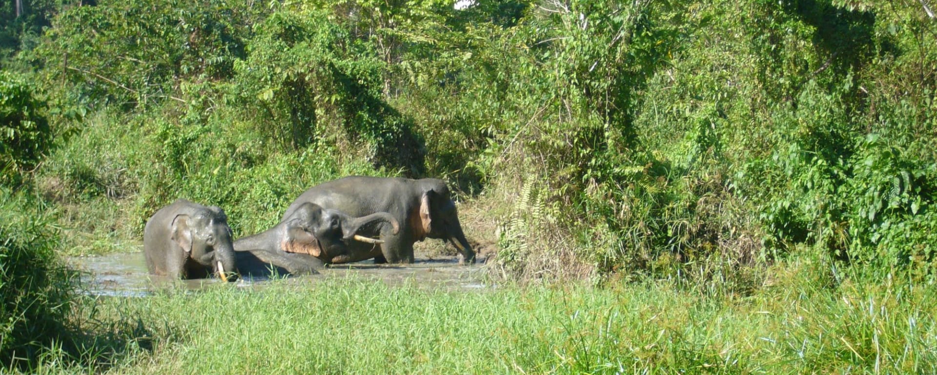 Borneo Wildlife / Tabin Wildlife Reserve ab Kota Kinabalu: Tabin Wildlife Resort: Borneo Pygmy Elephant