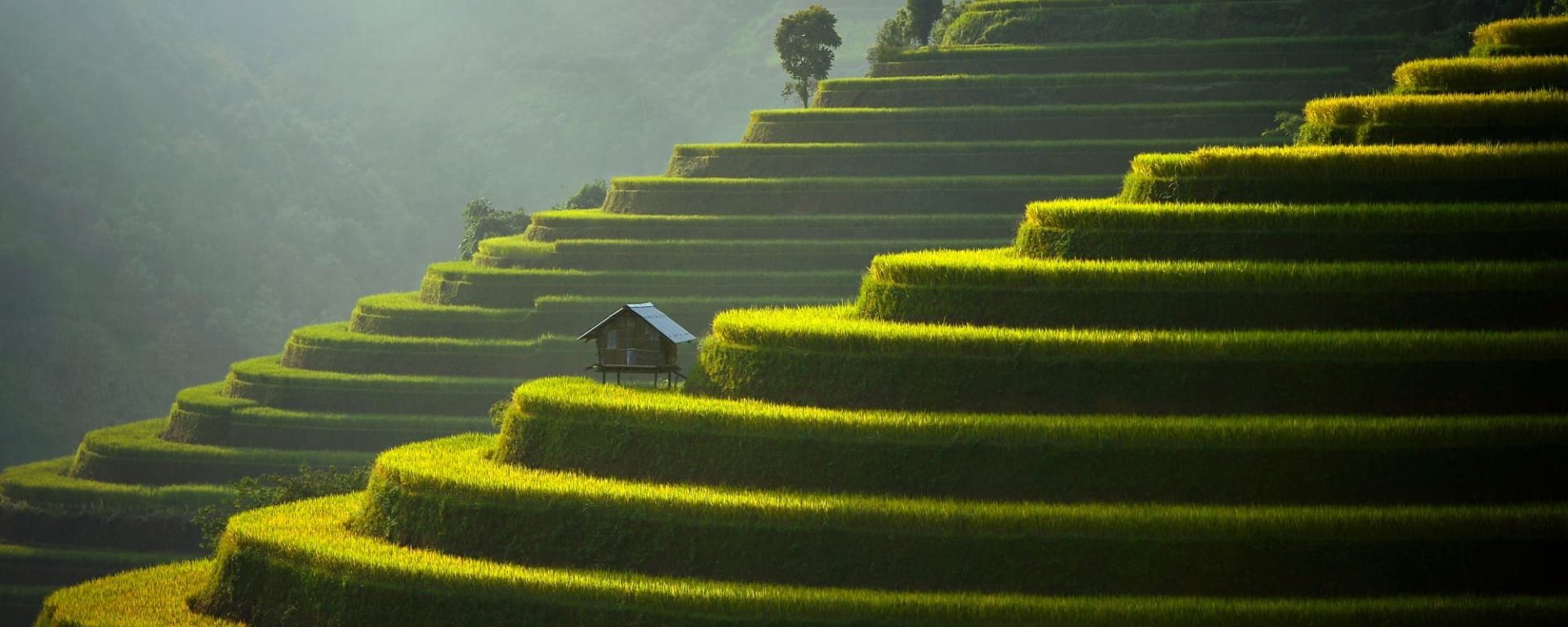 Durchs Reich der Bergvölker ab Hanoi: Mu Cang Chai, landschaftlich terrassenförmig angelegter Reisfeld in der Nähe von Sapa, Nordvietnam, Rice Terrasse bei Sonnenuntergang, Vietnam