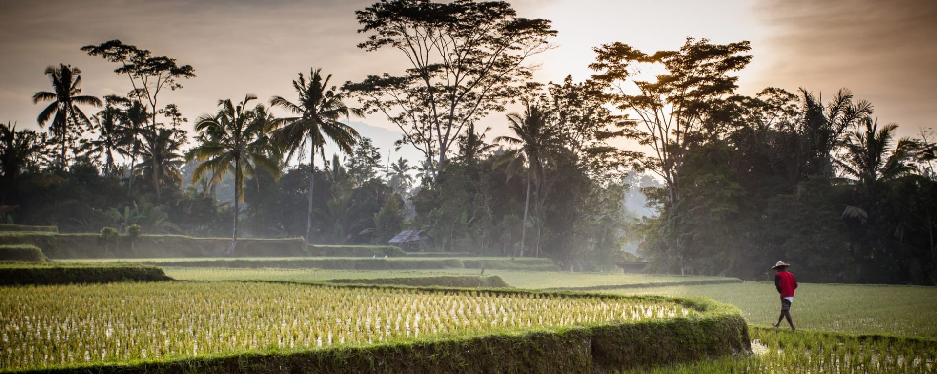 Bali compacte de Sud de Bali: Bali Ubud Rice field