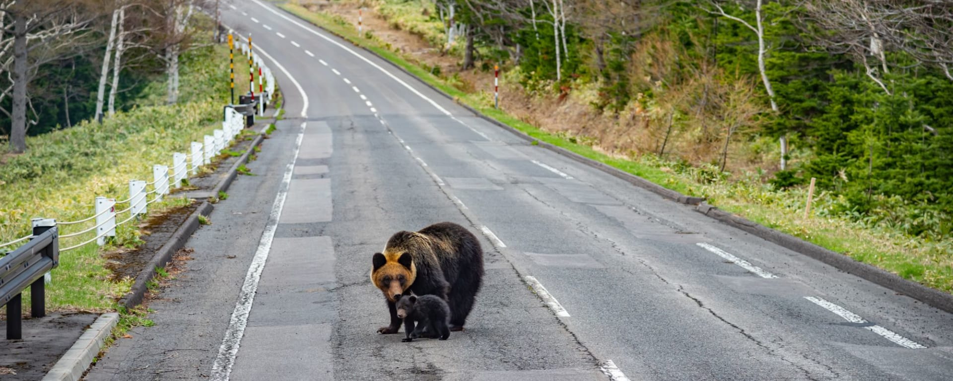 Mietwagen Rundreise «Hokkaido Kompakt» ab Sapporo: Mother Brown bear with baby bear walks on the highway