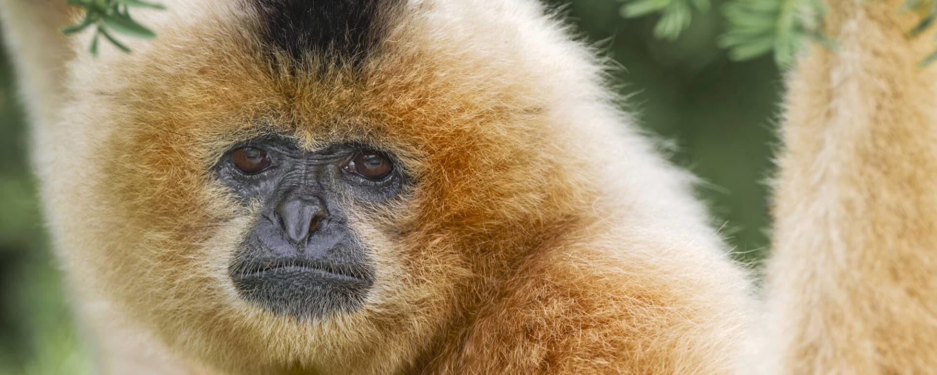 Le Cambodge pour explorateurs de Siem Reap: Buff-cheeked Gibbon