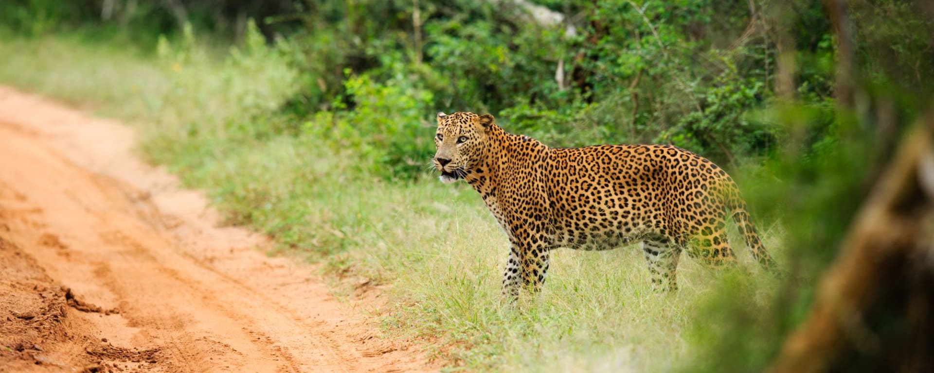Uga Chena Huts - Yala Nationalpark Safari - 2 Tage ab Colombo: activities: Yala NP
