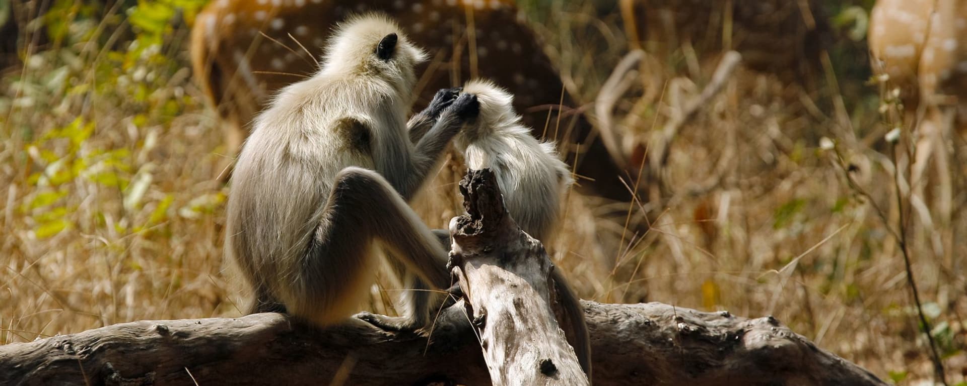 Taj Mahal & safaris de tigres de Delhi: Kanha National Park: Hanuman Langur