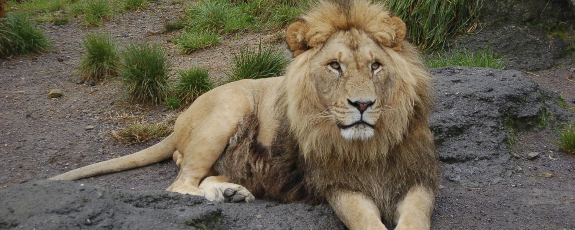 L'état inconnu de Gujarat de Ahmedabad: Gir Nationalpark: Lion