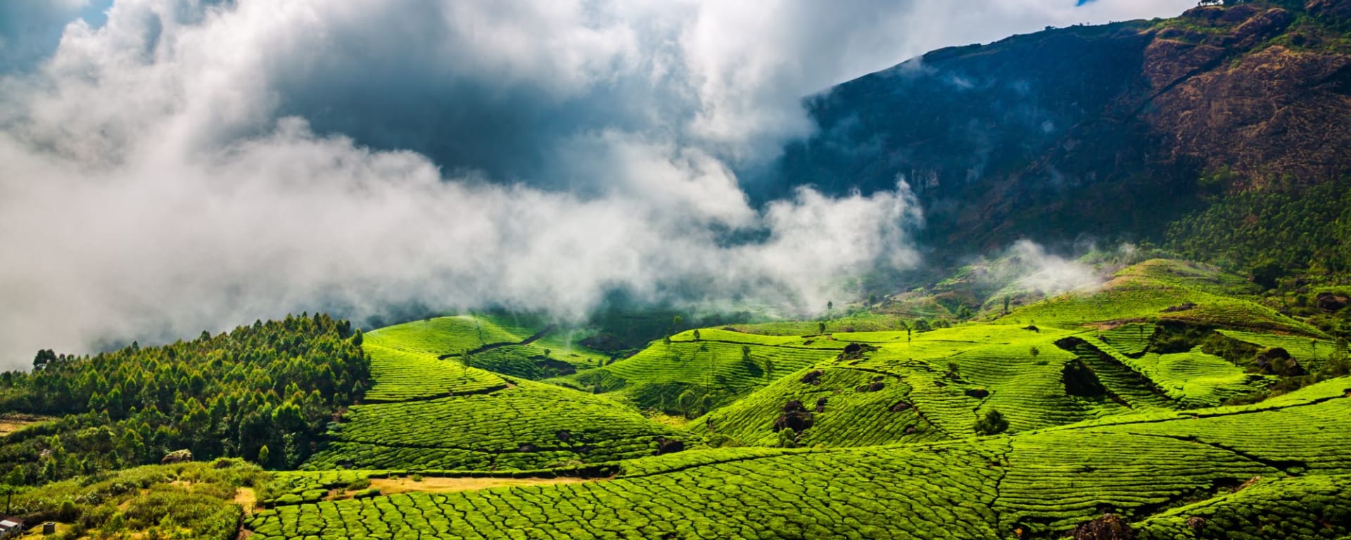 Naturschönheiten Keralas ab Kochi: Munnar Tea Plantation