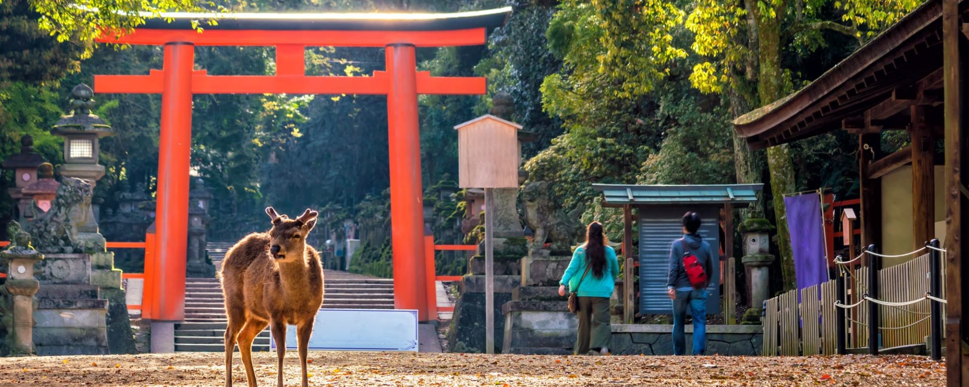 Contrastes du Japon de Tokyo: Deer in downtown area of Nara